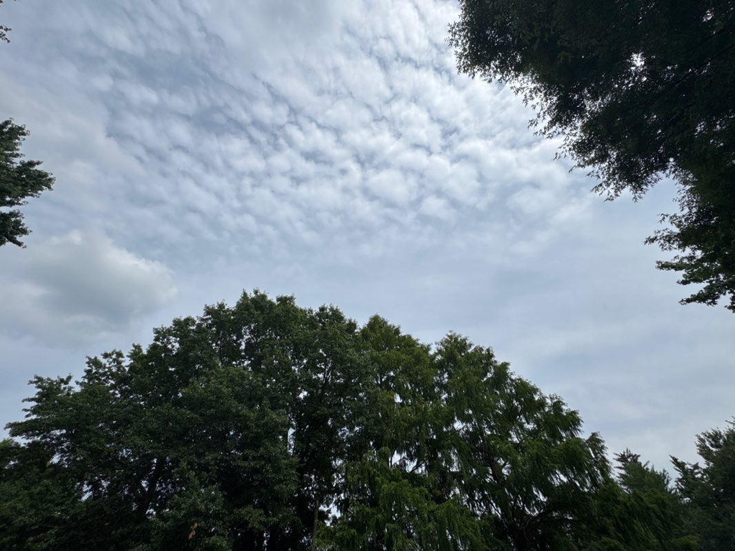 walking near me in Waymele Park in summer