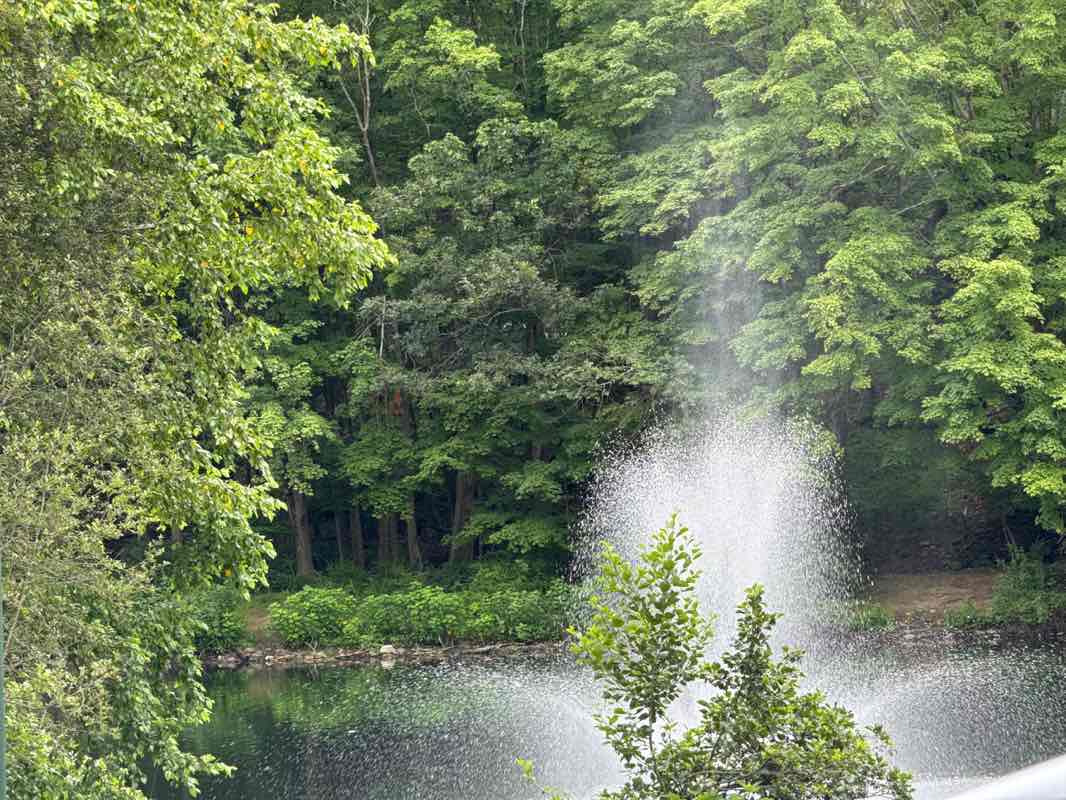 walking near me in Liberty Pond Park in summer