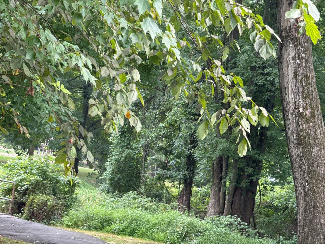 walking near me in Besen Park in autumn