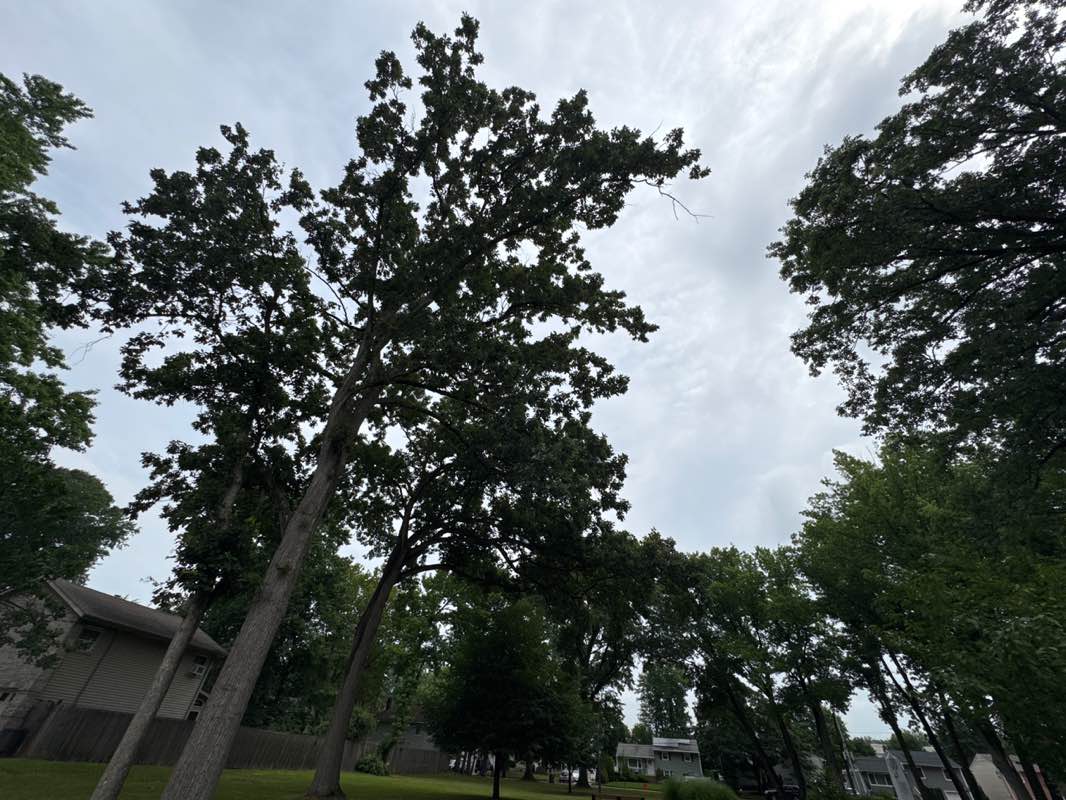 walking near me in Firemen's Memorial Park in summer