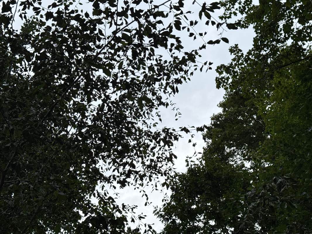 walking near me in Borg's Woods in autumn