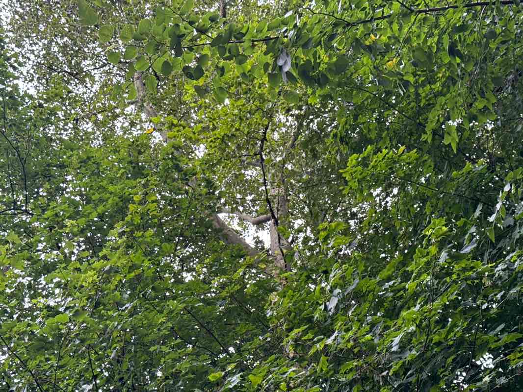 walking near me in Bonnabel Nature Park in autumn