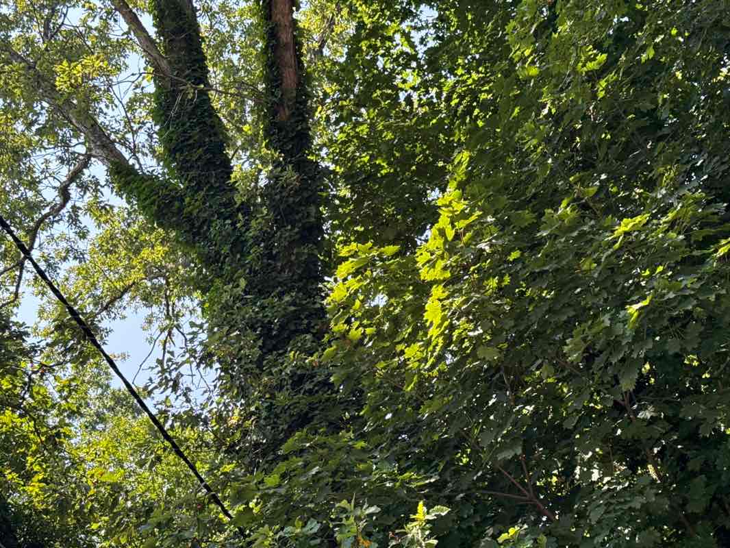 walking near me in North Road Park in autumn