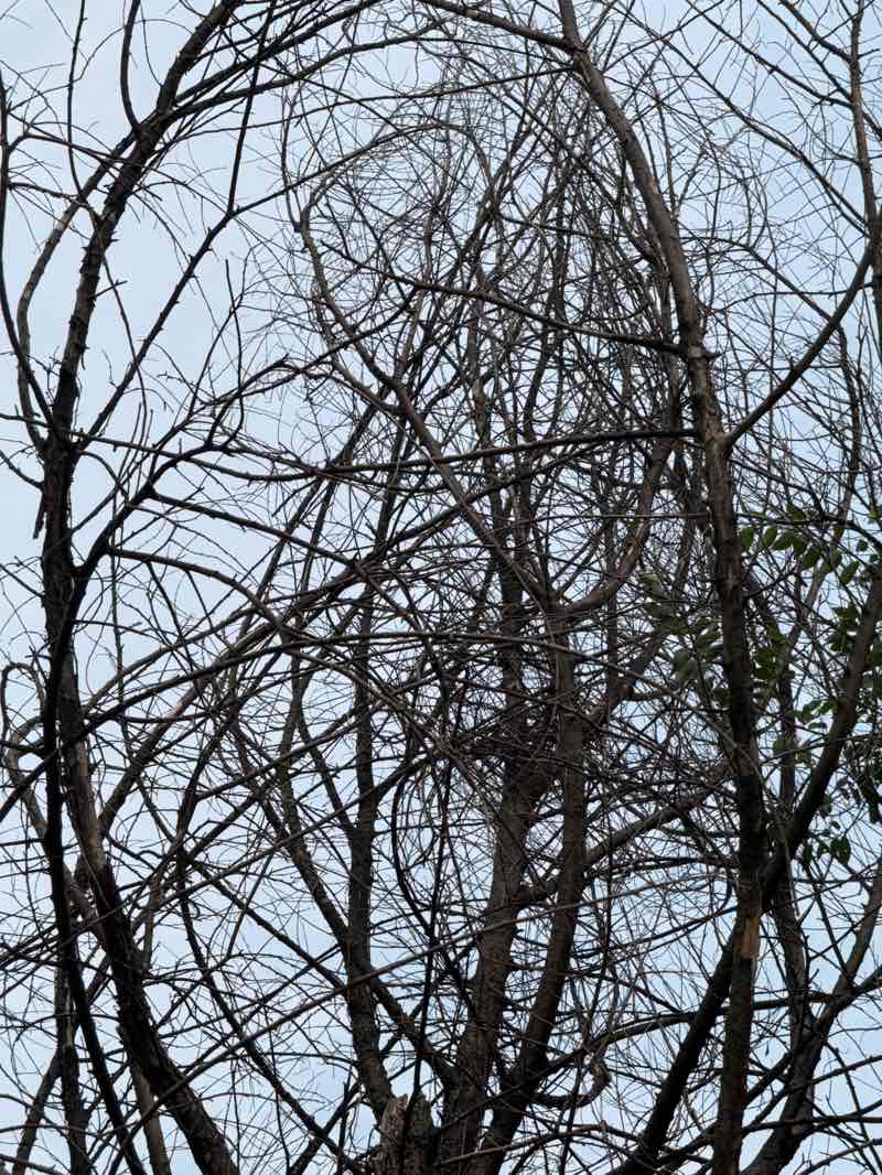 walking near me in Radburn R Park in autumn