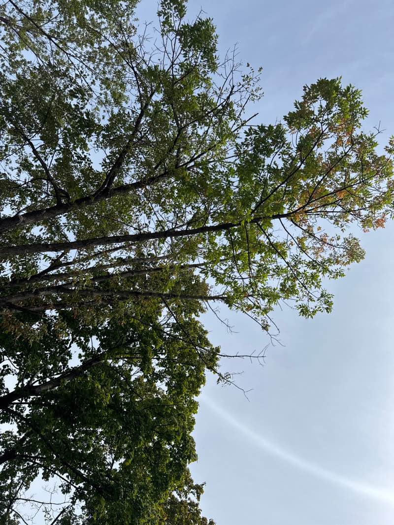 walking near me in Surgent Park in autumn