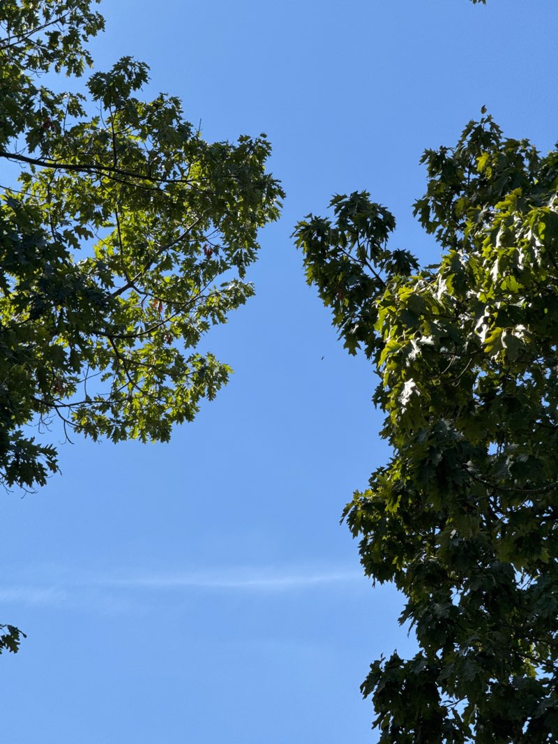 walking near me in Whitney Lane Memorial Park in autumn