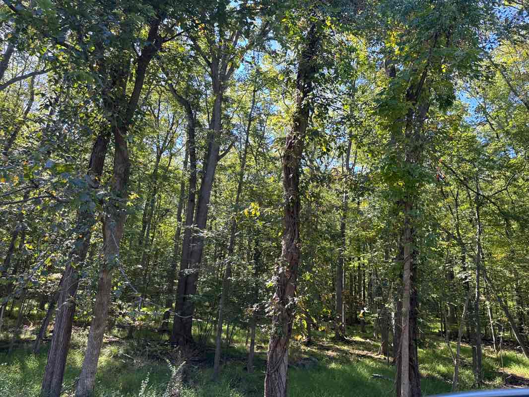 walking near me in O'Kane Park in autumn