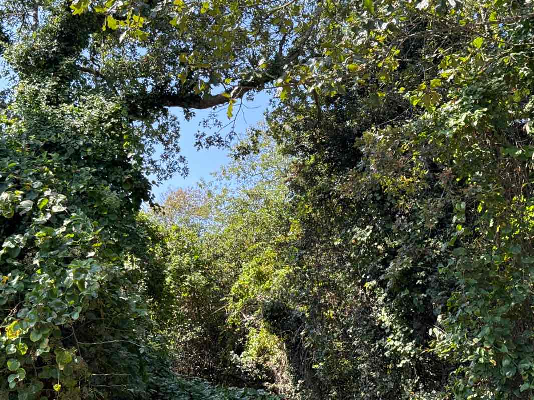 walking near me in Crescent Park in autumn