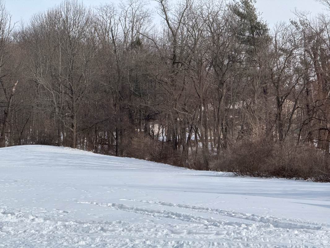 walking near me in Willow Tree Park in winter