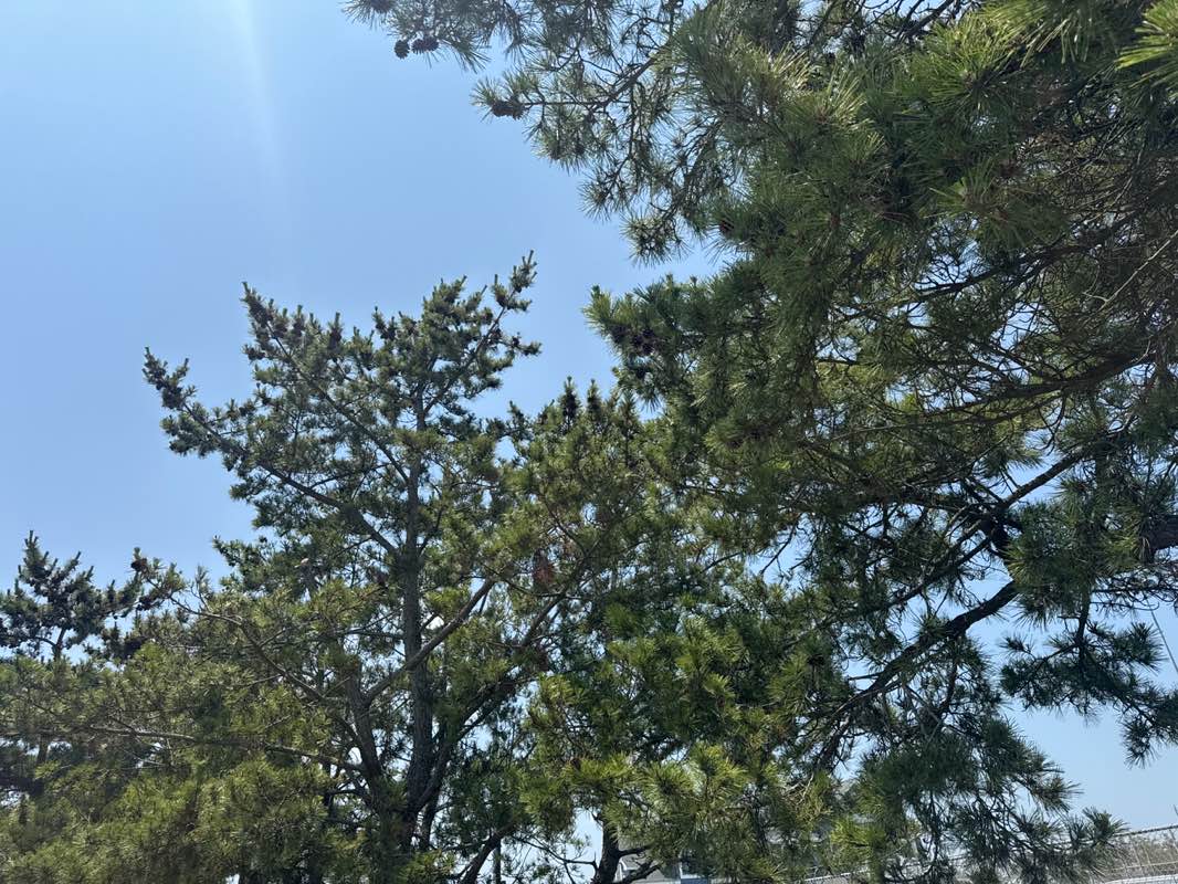 walking near me in Manasquan Brielle Little League & Park in summer