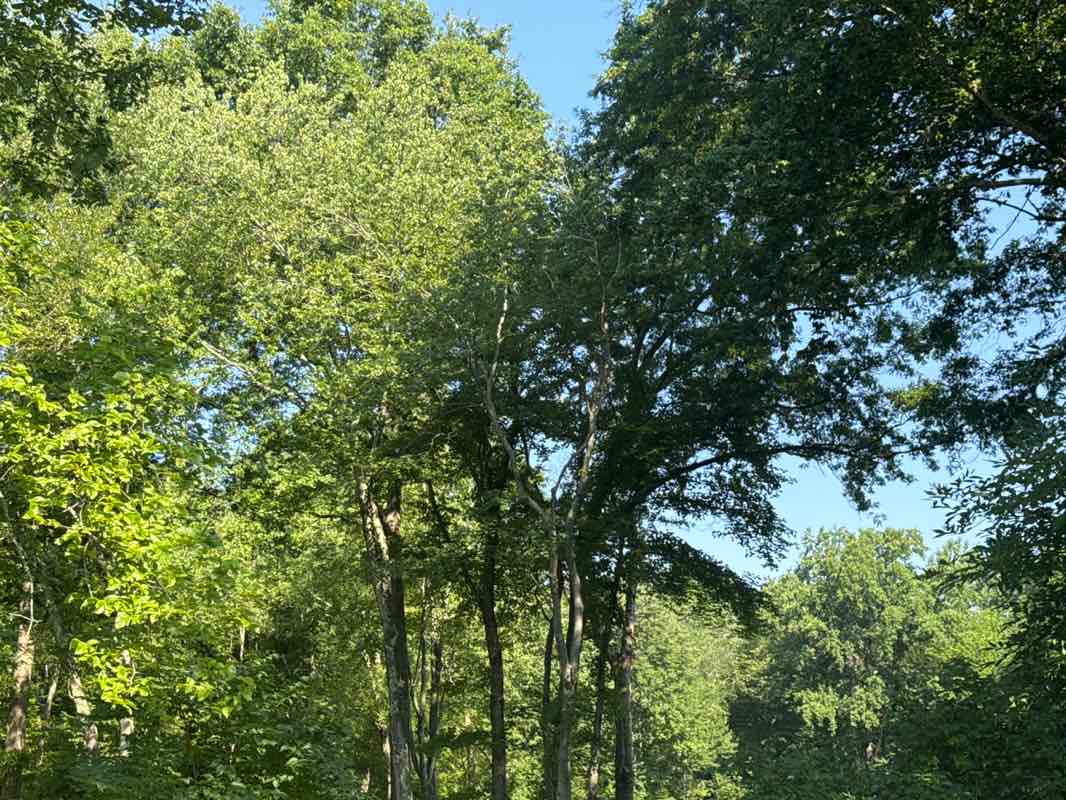 walking near me in Delbarton Field in summer