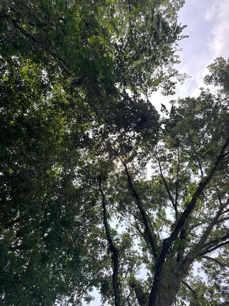 walking near me in Elbert Street Property in summer