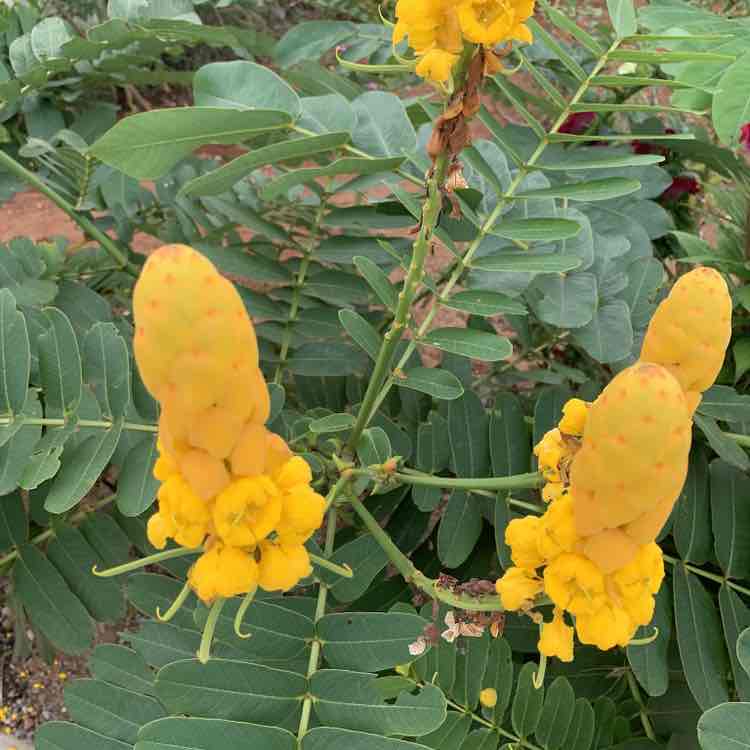 Capí Joy 🇧🇷🇺🇸 Capi Joy 🇧🇷🇺🇸 post image