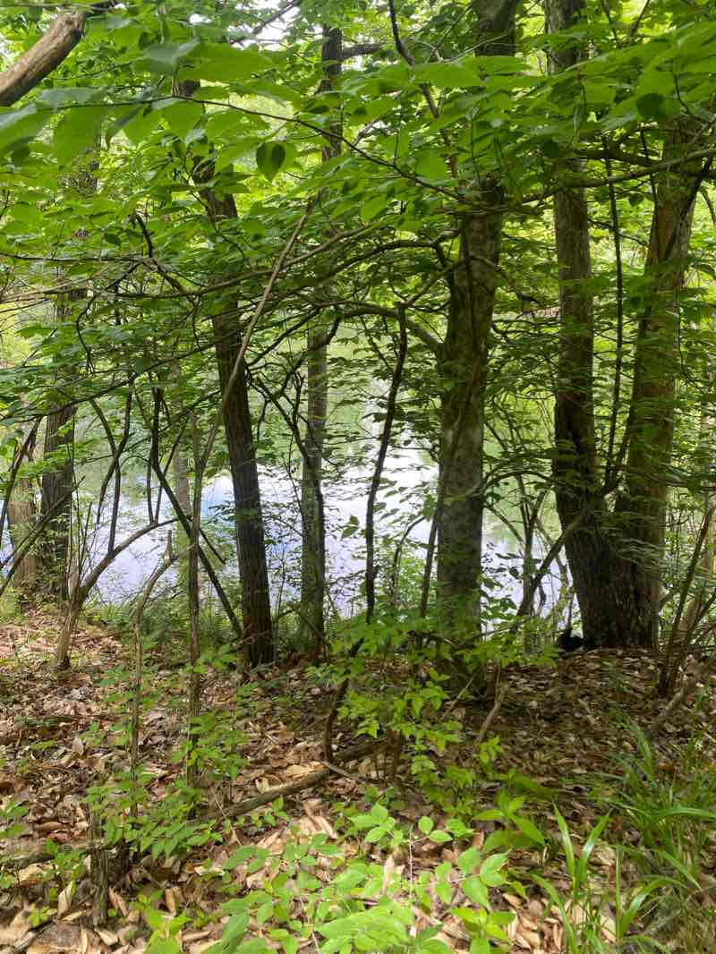 walking near me in Fowler Park in winter