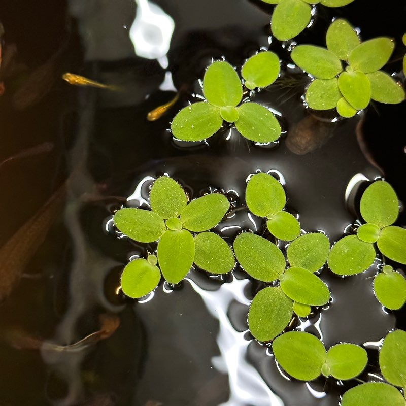 藥學部-007568林妤容 profile