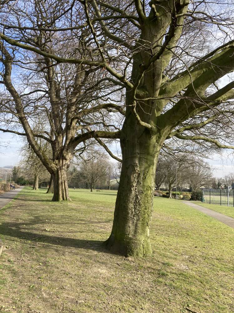 walking near me in Cliffe Park in spring