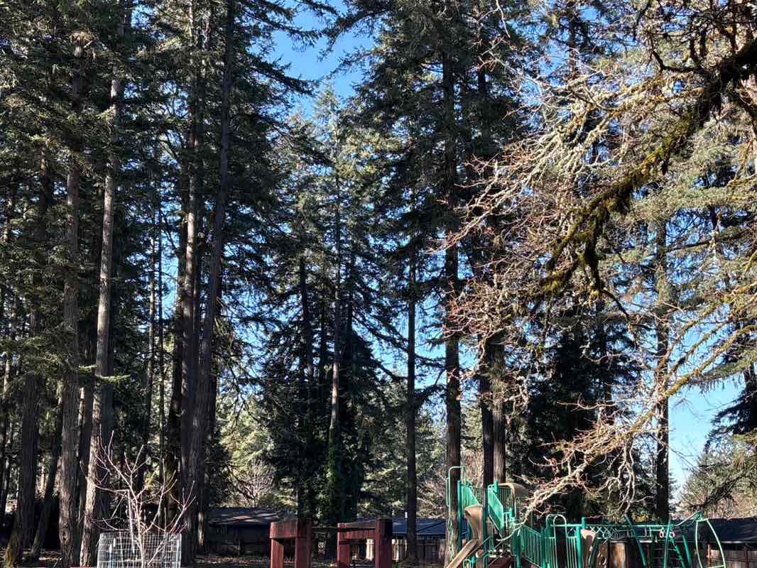 walking near me in Fern Park in winter