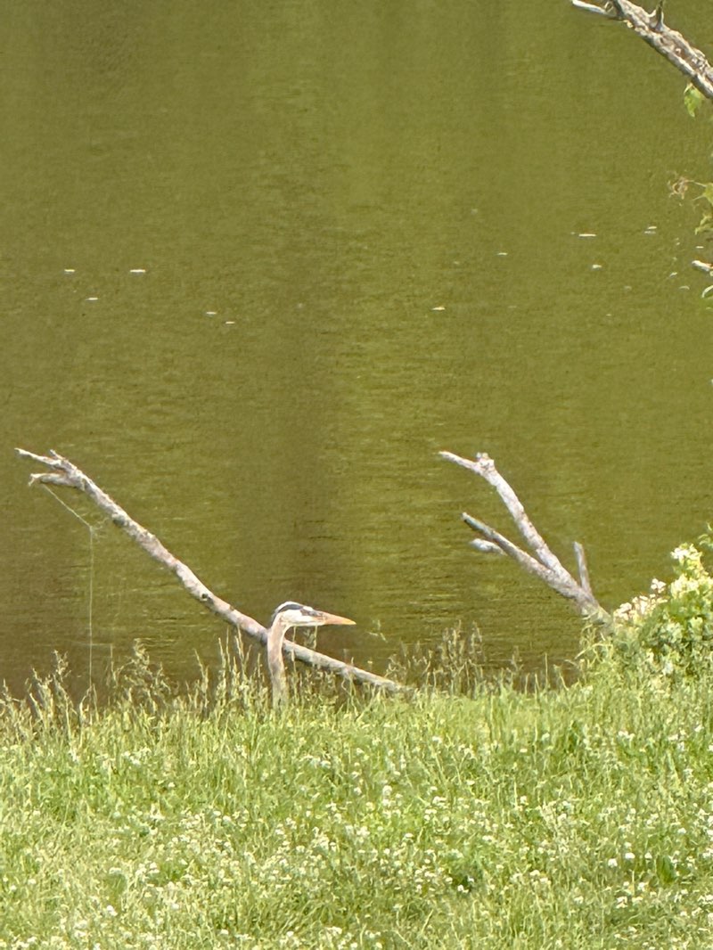 walking near me in Howard's Pond Recreation Area in summer