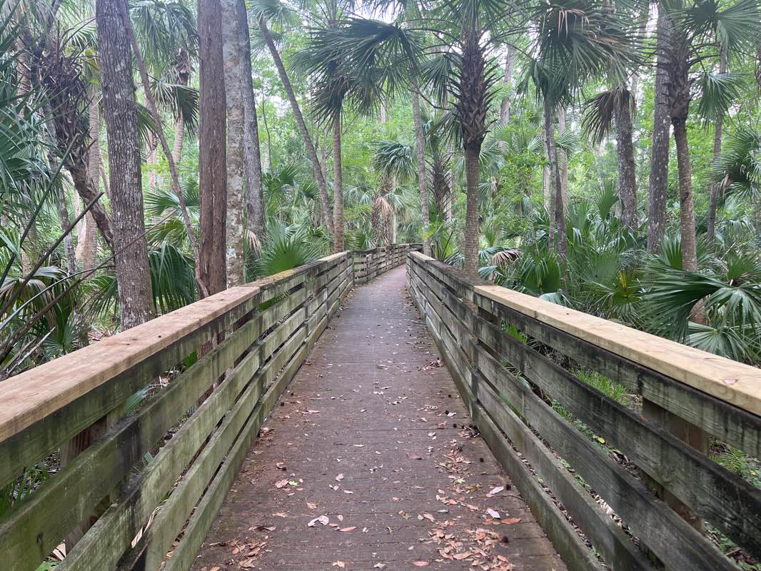 walking near me in Black Hammock Wilderness Area in winter