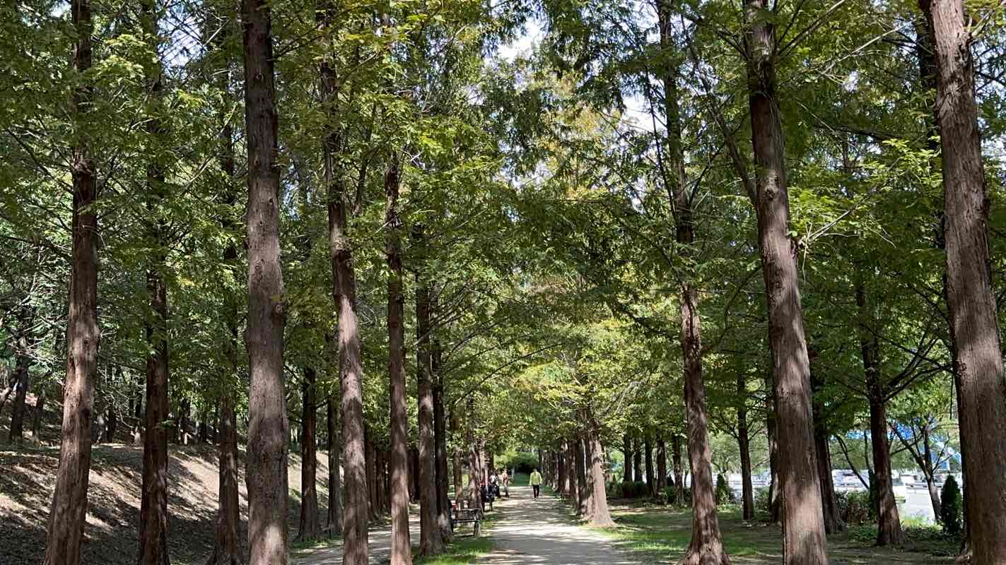 walking near me in Noeul Park in winter