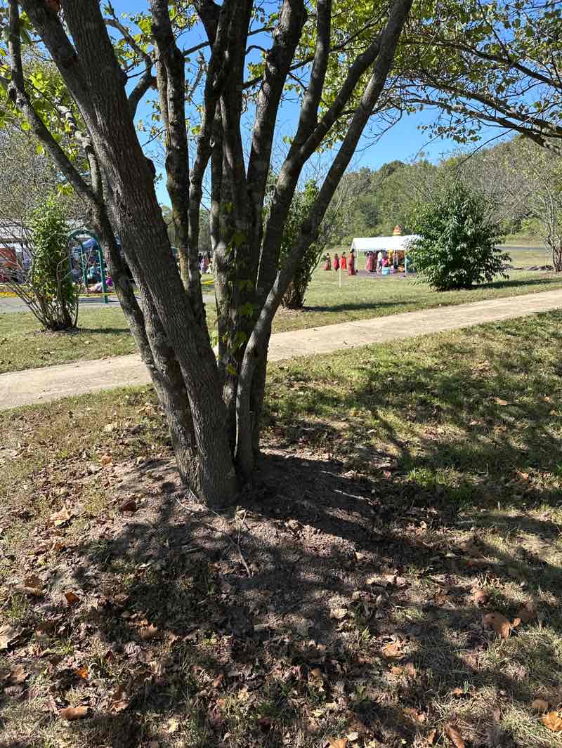 walking near me in Brommelsiek Park in autumn