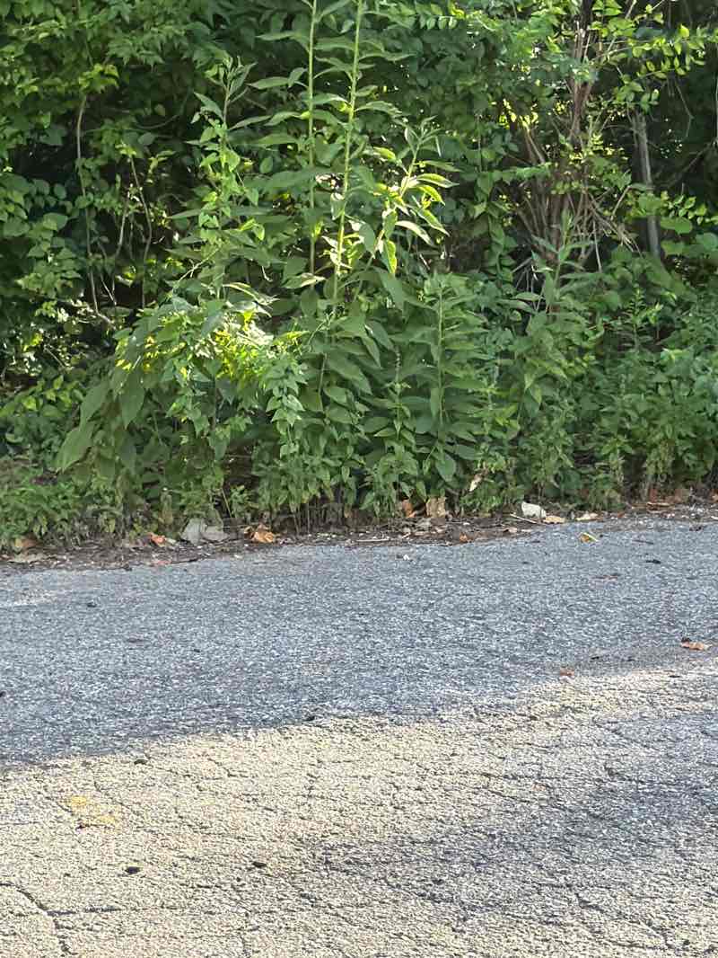walking near me in Manchester Ball Park in summer