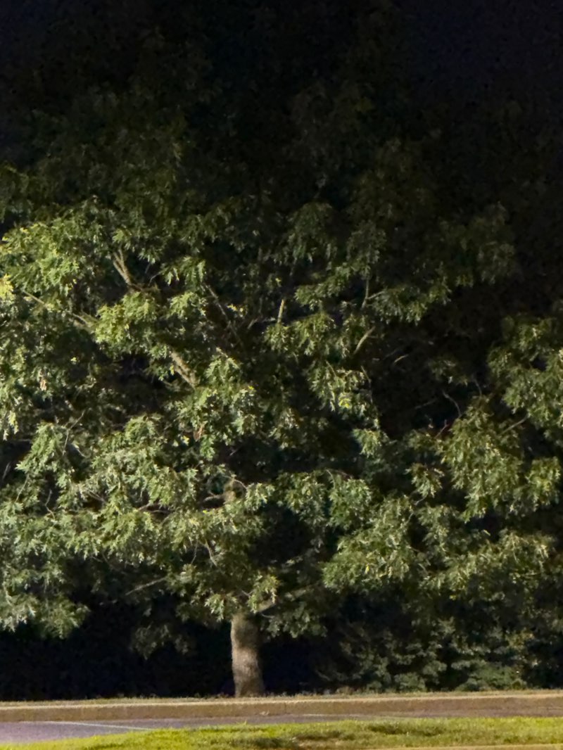 walking near me in Millennium Park in summer