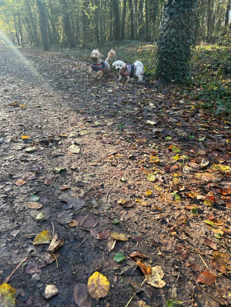 walking near me in Donadea Forest Park in winter