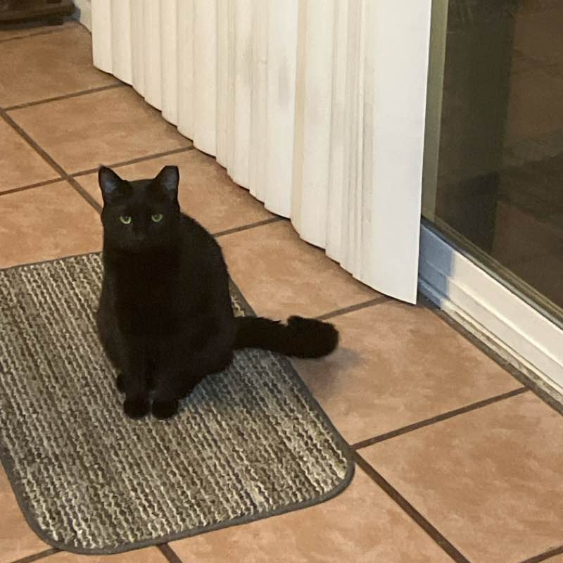 🎄Cats🎄 Rob post image