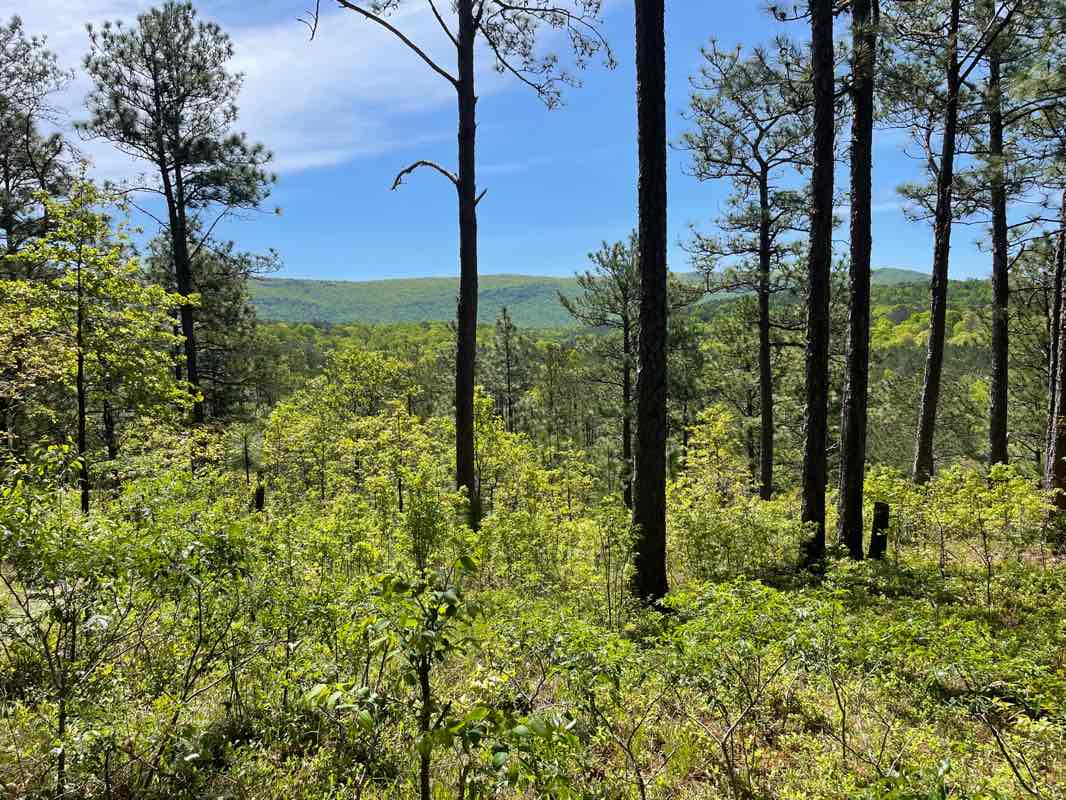 walking near me in Talladega National Forest in winter
