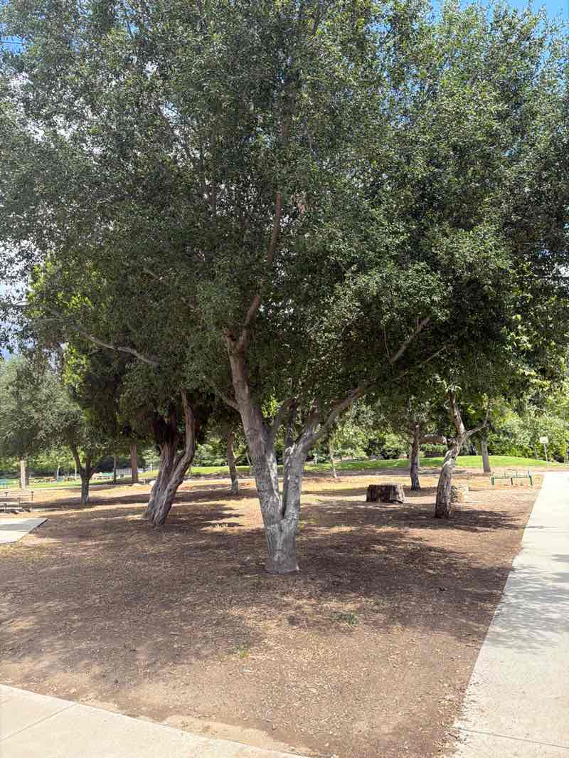 walking near me in Brookside Park in spring