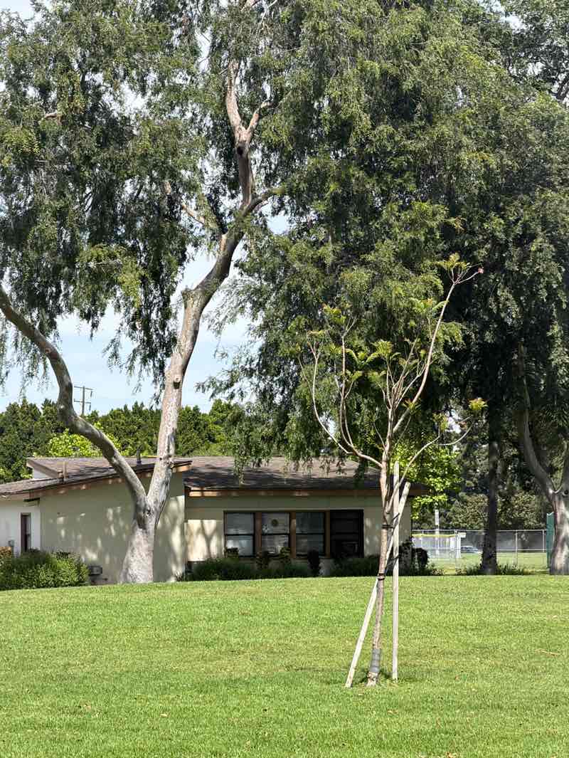 walking near me in Cherry Park in spring
