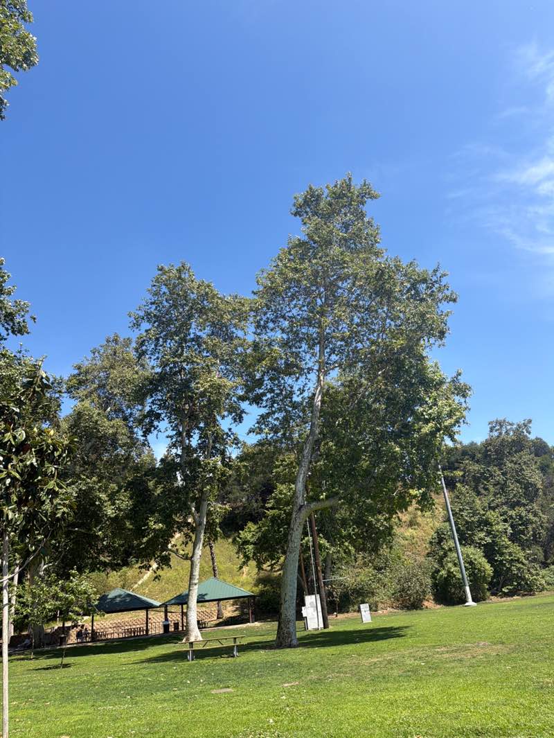 walking near me in Arroyo Park in spring