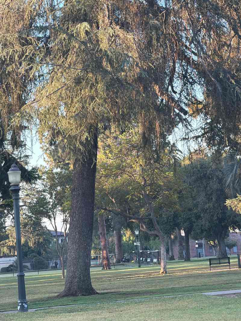 walking near me in Central Park in spring
