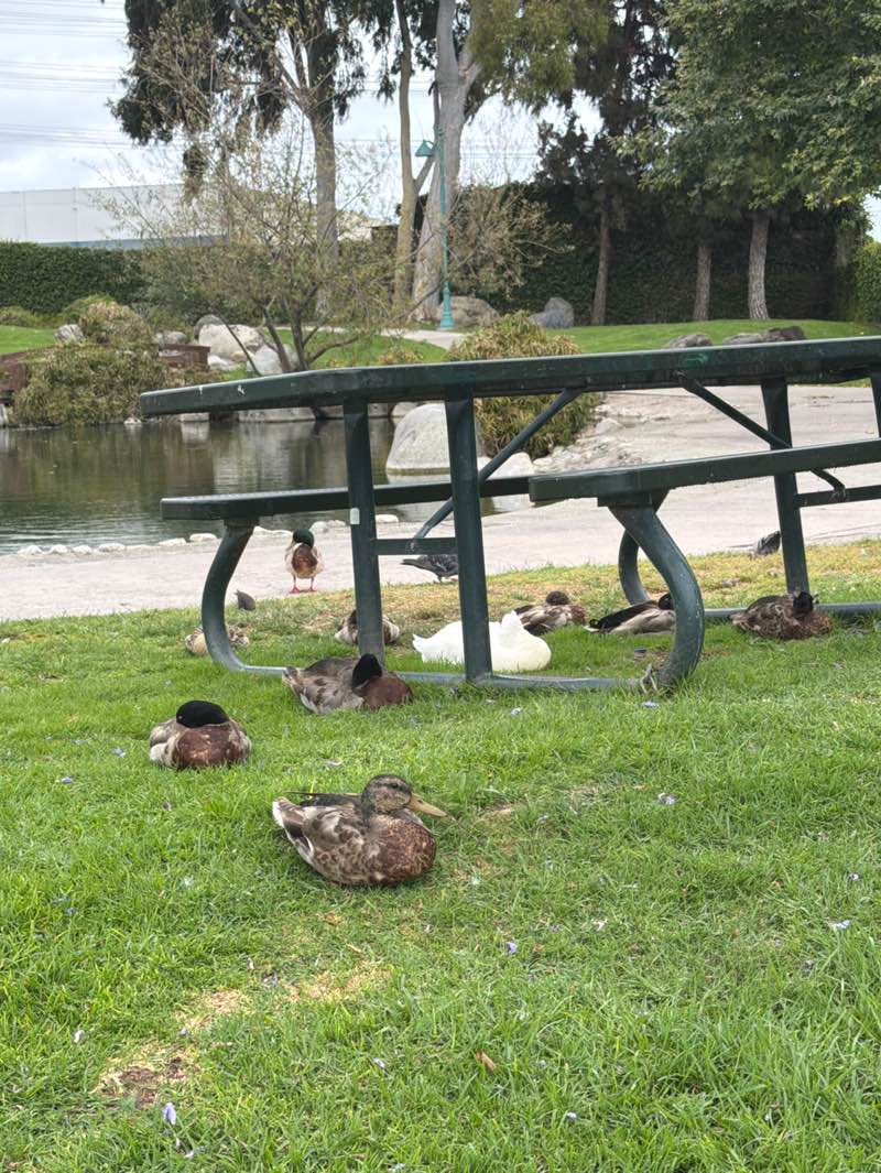 walking near me in Spane Park in summer