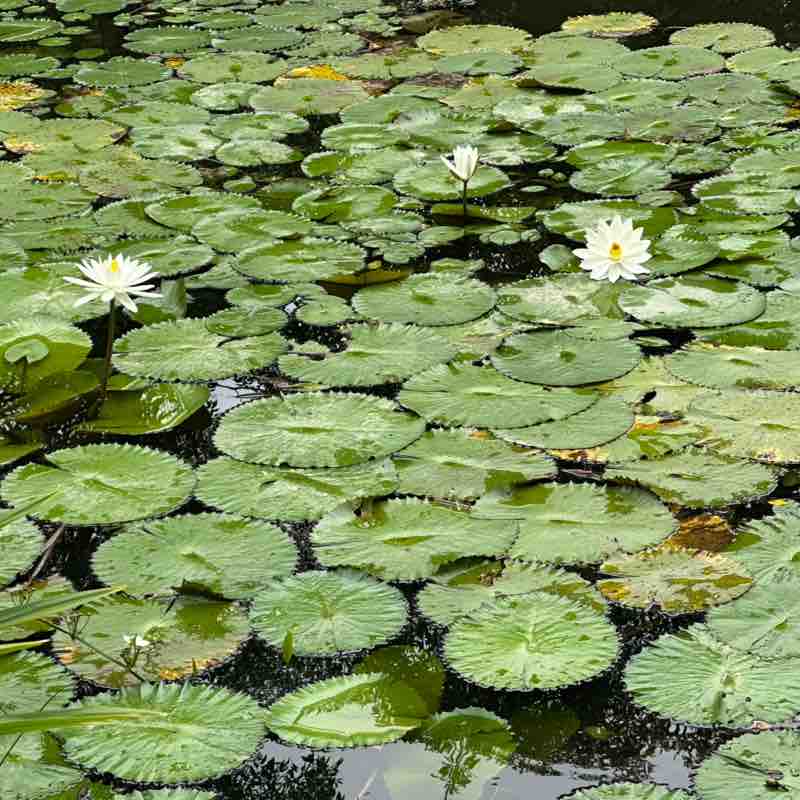 Mohammad Mostafizur Rahman post 1