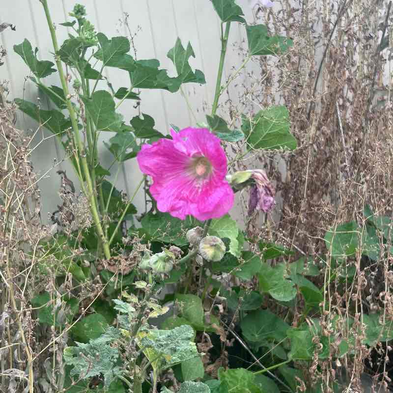 Anne Johnston post 1