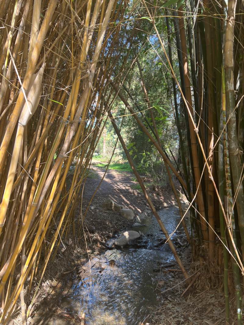 walking near me in Fullerton Arboretum in winter