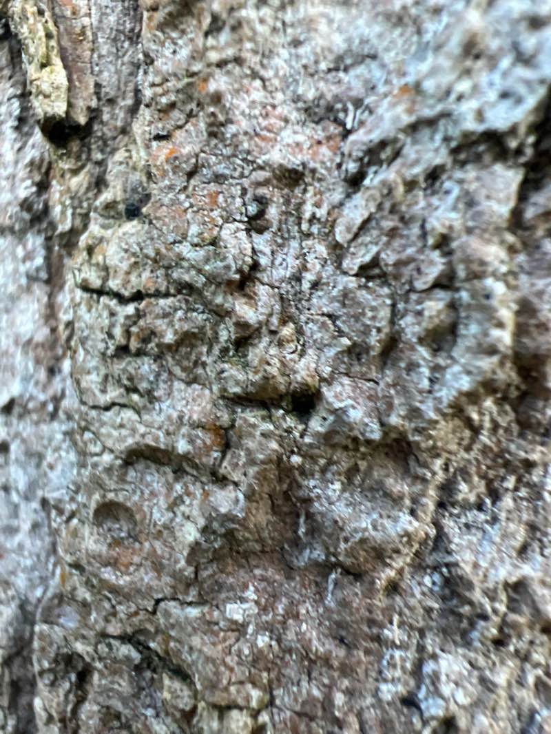 walking near me in Hazelwood Park in winter