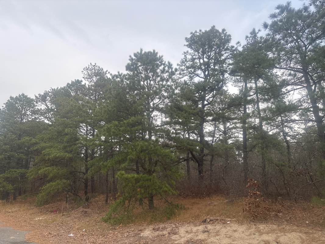 walking near me in Brendan T. Byrne State Forest in autumn