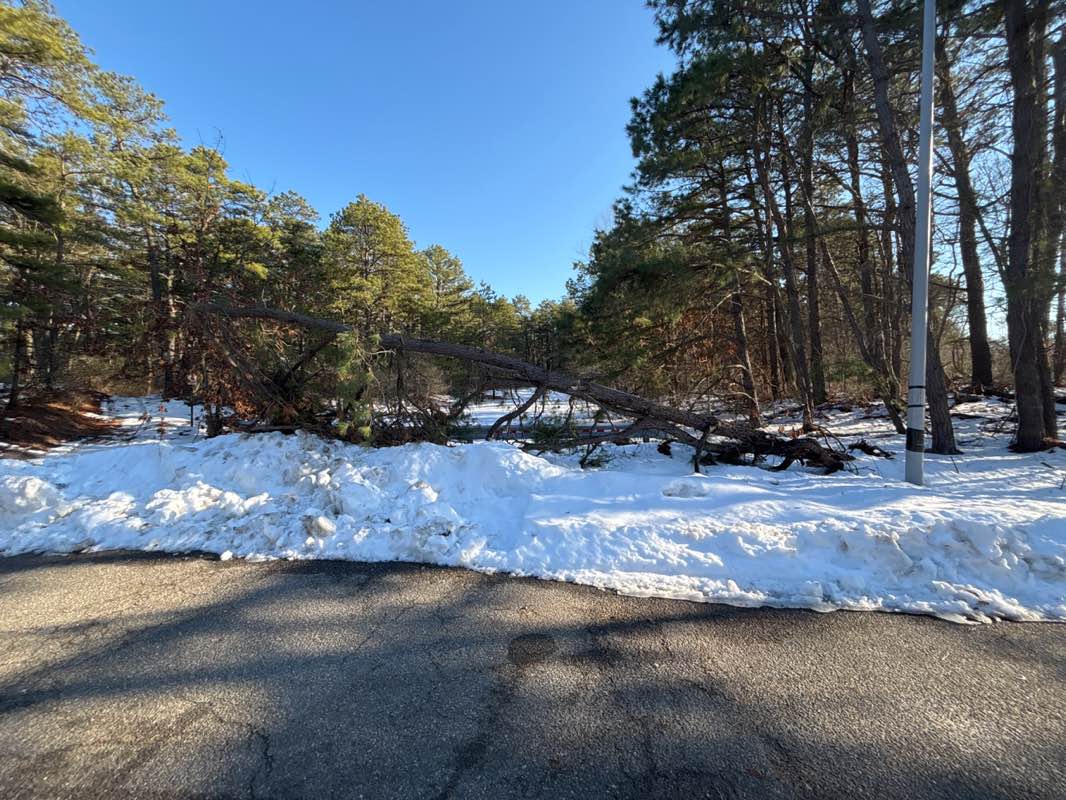 walking near me in Brendan T. Byrne State Forest in spring