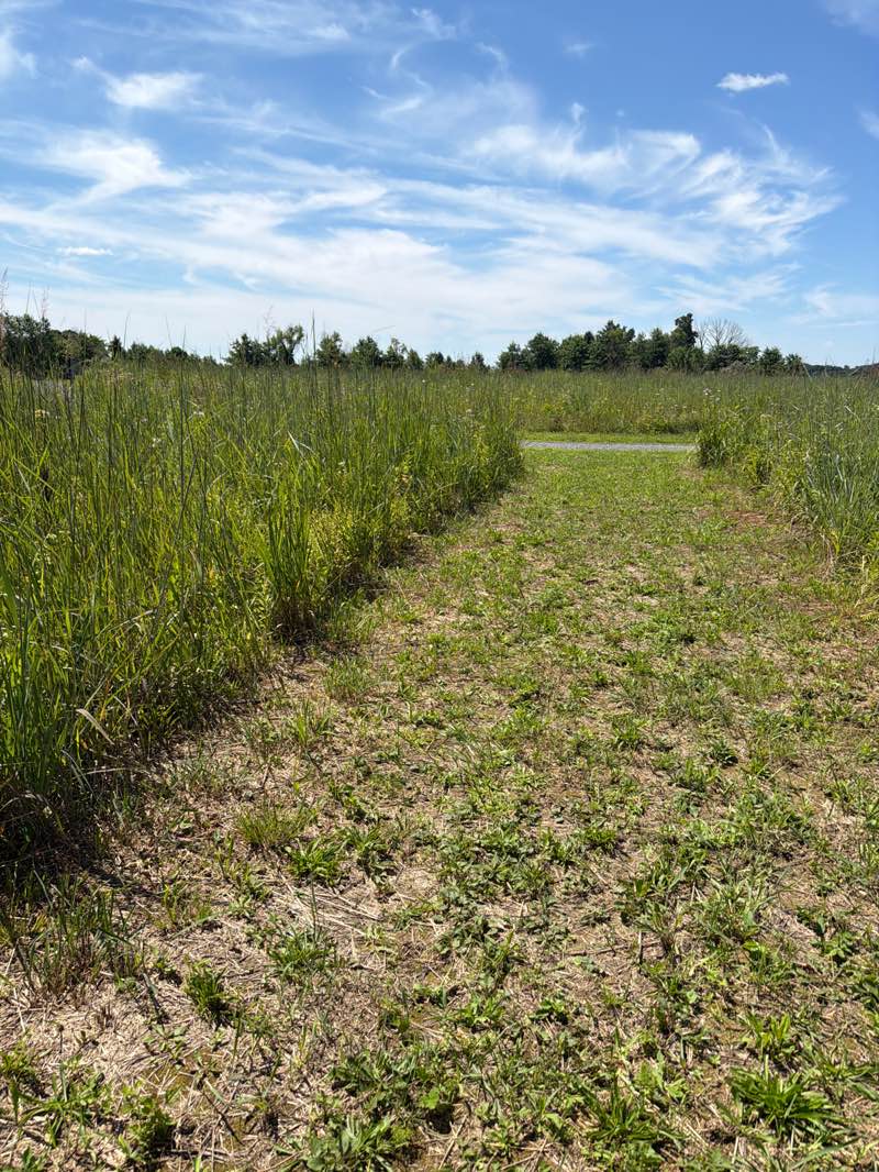 walking near me in Ballas Meadow Preserve in summer