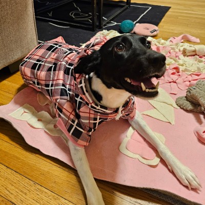 ICPBO Mizzie99 post image