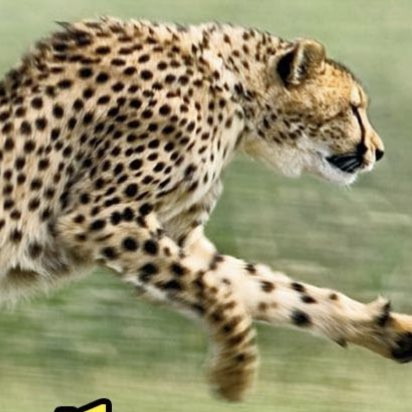 صديق ( جاكم الذيب) profile