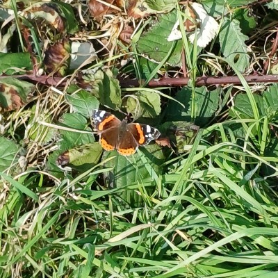 🤗😊🤣U2 💚🤍🧡🧑🏻‍🎤🎶🎵🎼 🇩🇪🇪🇺Claudia , glücklich Verheiratet, KEINE privaten Anfragen ❗️❗️🇩🇪🇪🇺 post image