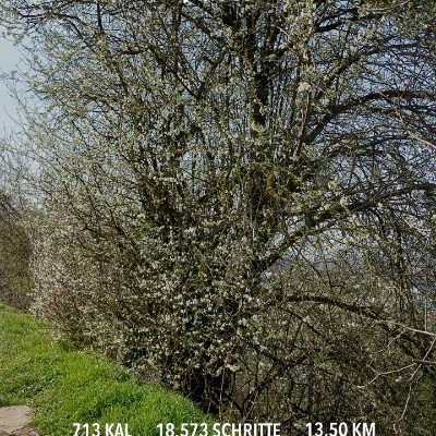 🤗😊🤣U2 💚🤍🧡🧑🏻‍🎤🎶🎵🎼 🇩🇪🇪🇺Claudia , glücklich Verheiratet, KEINE privaten Anfragen ❗️❗️🇩🇪🇪🇺 post image