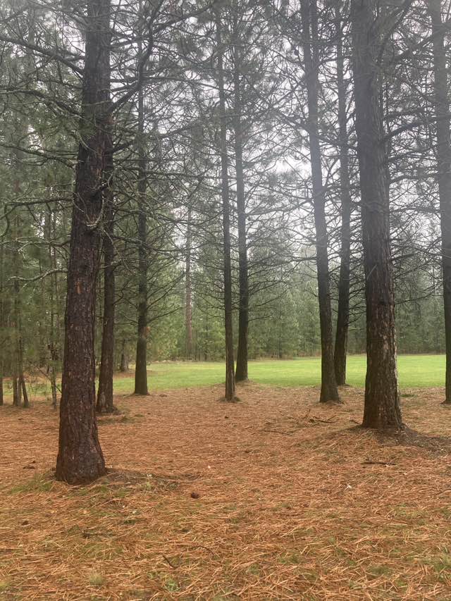 walking near me in Kiwanis Park in autumn