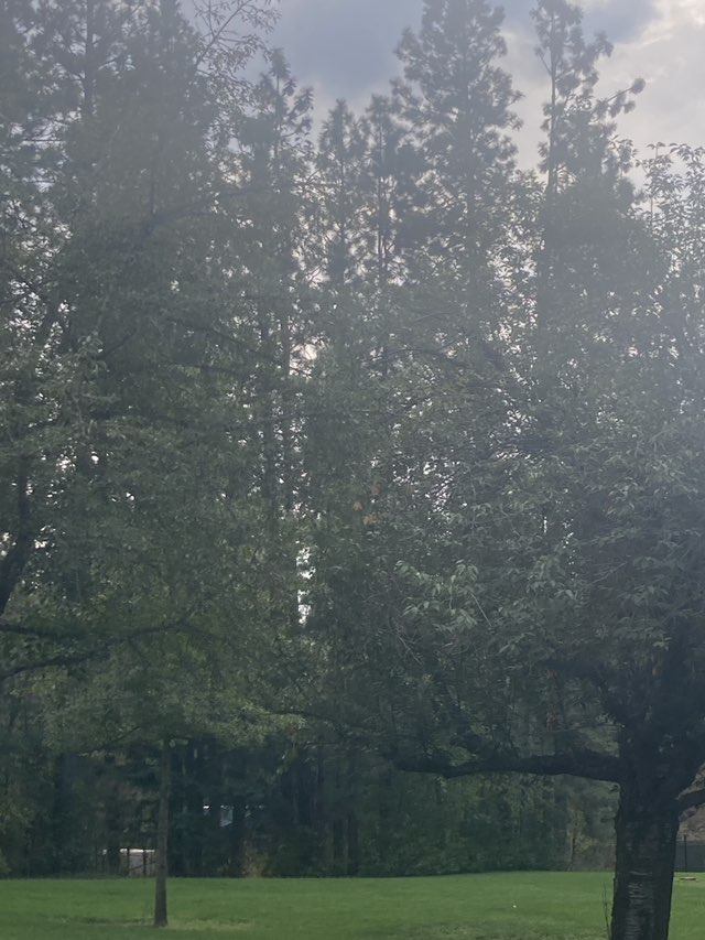 walking near me in Polites Park in autumn