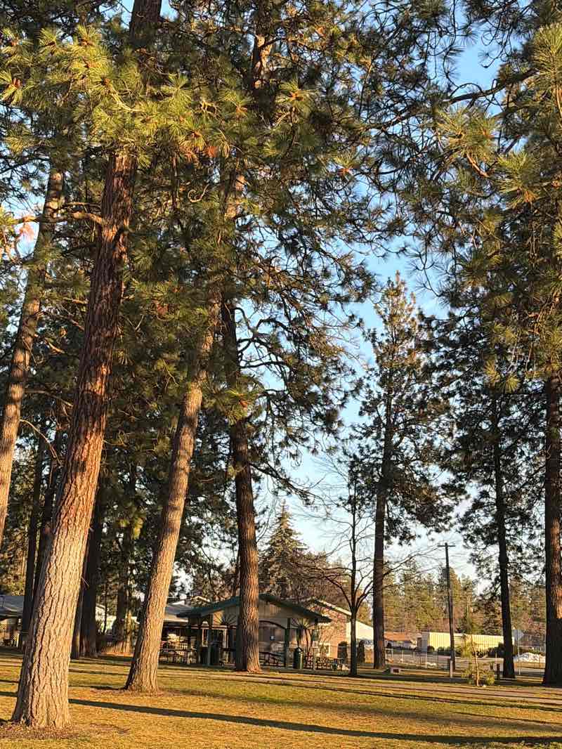 walking near me in White Pine Park in winter