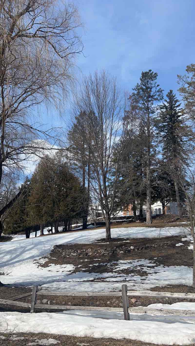 walking near me in West Side Park in winter